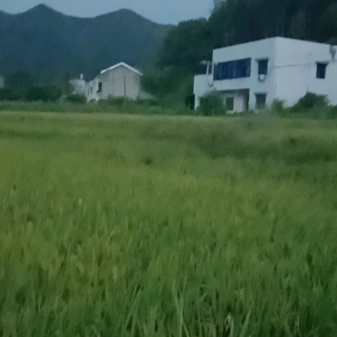 红姐