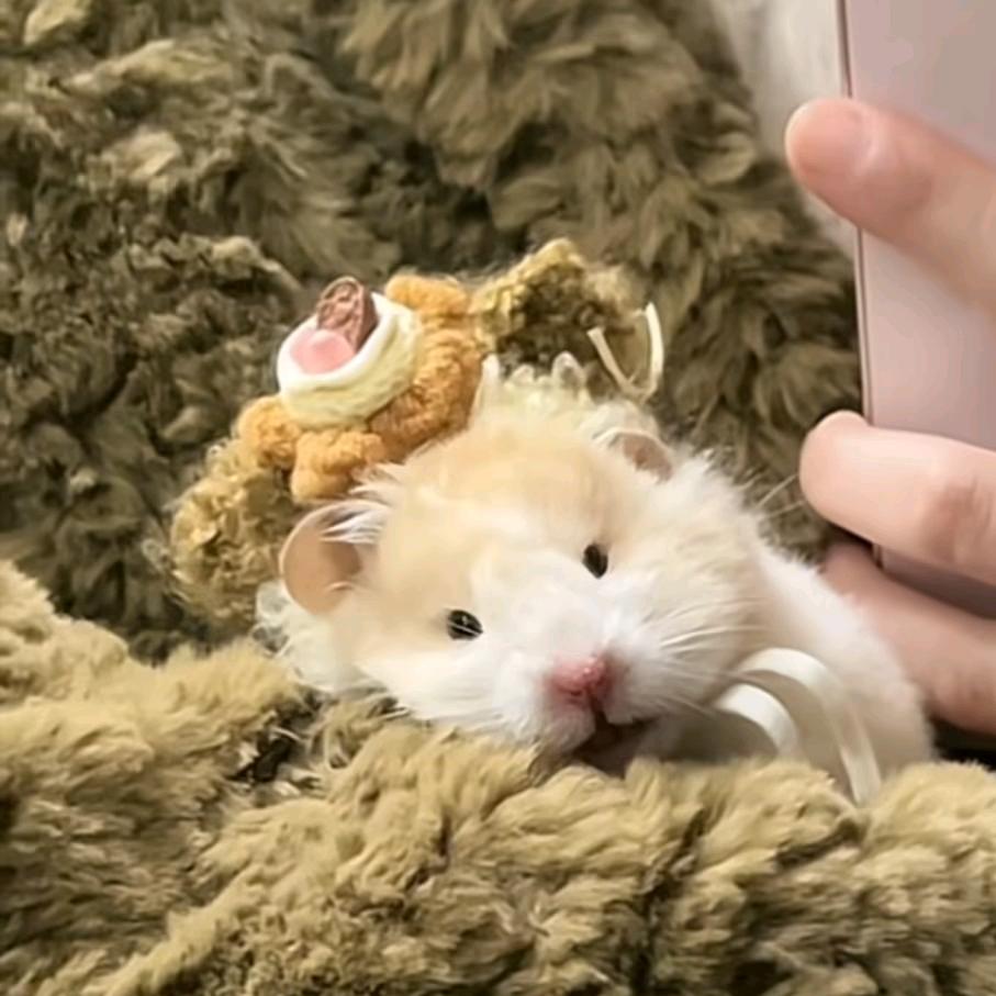 冻成冰狗消消乐
