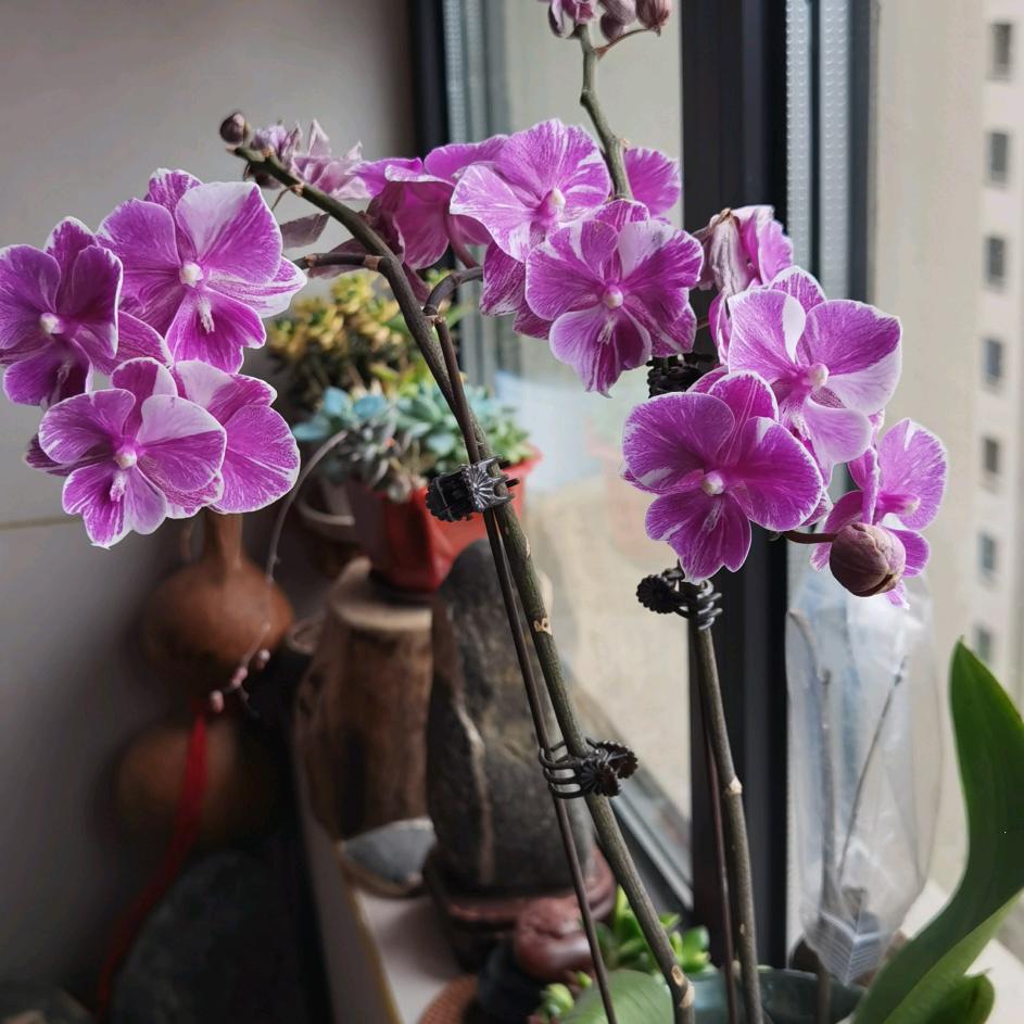 淅淅（幸福树）