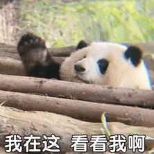 琑匠(晓).头像
