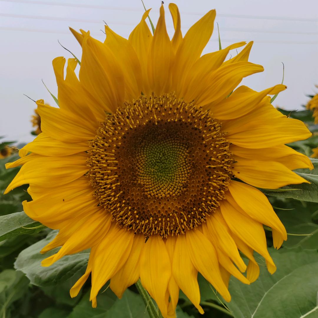 汶水倒流曳步舞～瑜