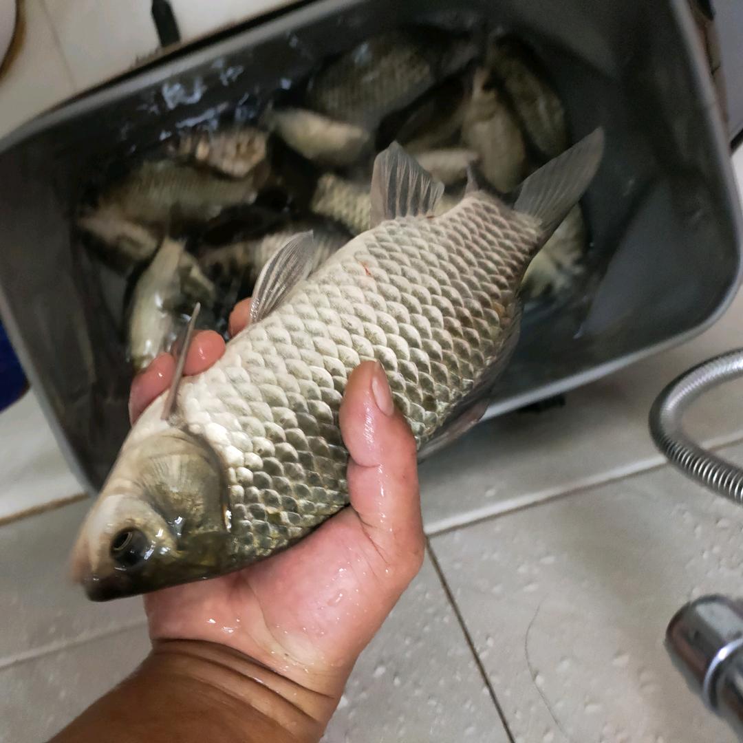 ✨金牌鲫师🎣