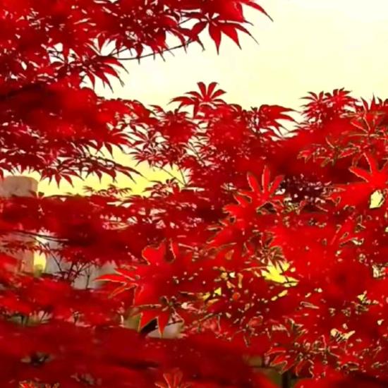 枫叶🍁
