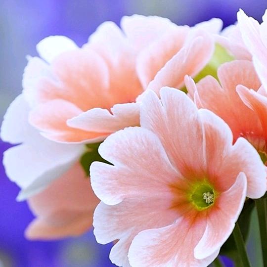 经典传统手打铁锅