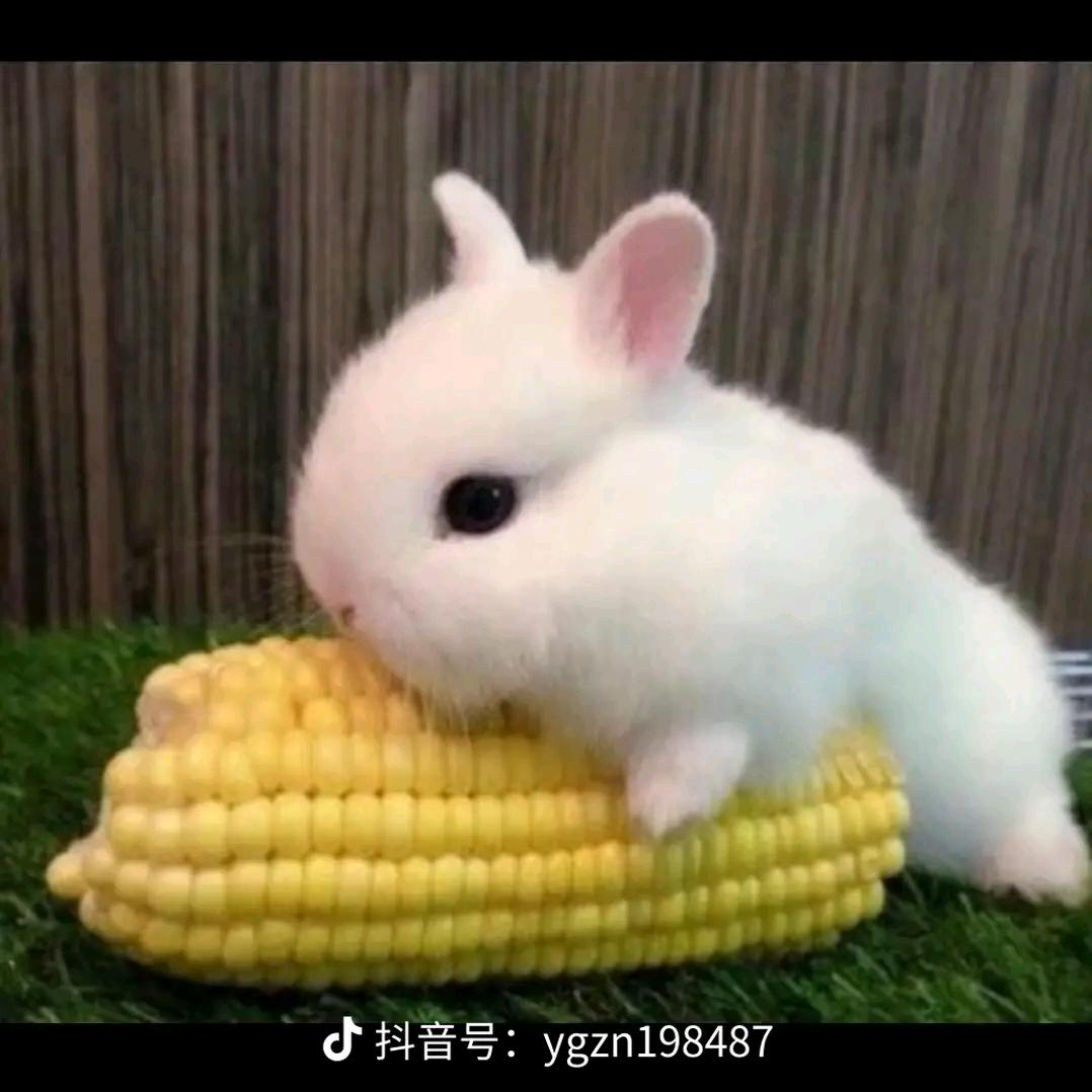 微光重启