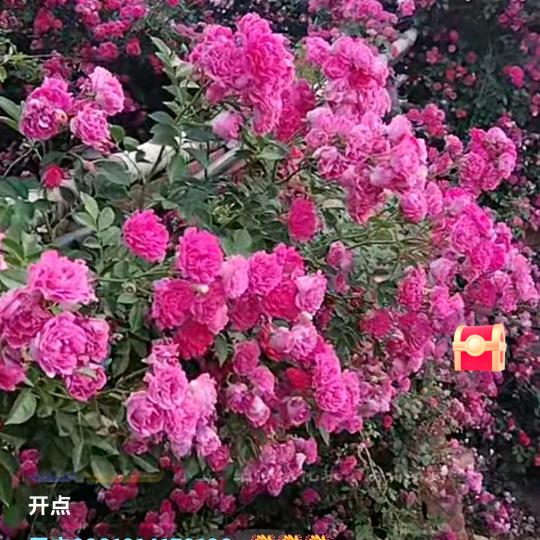 幸福潘姐