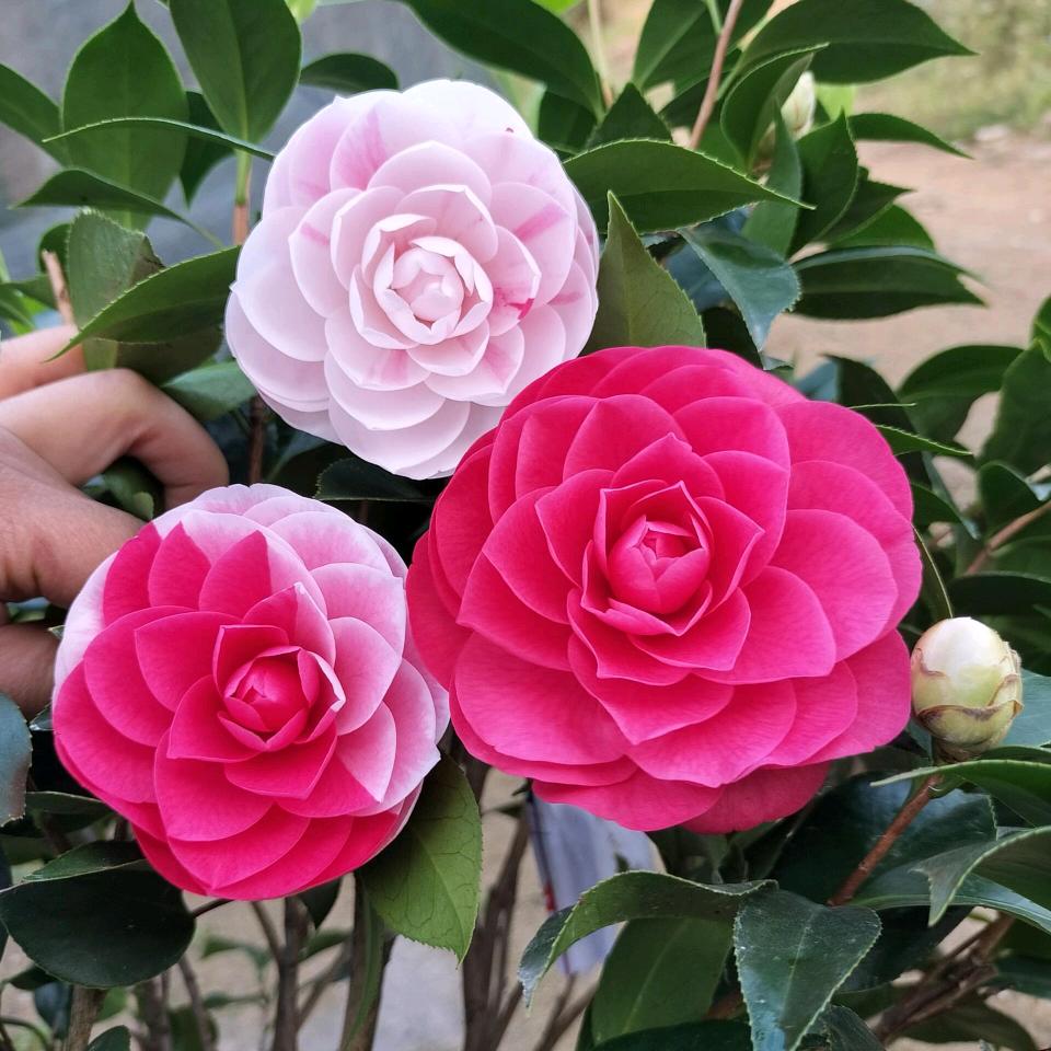 心花坊