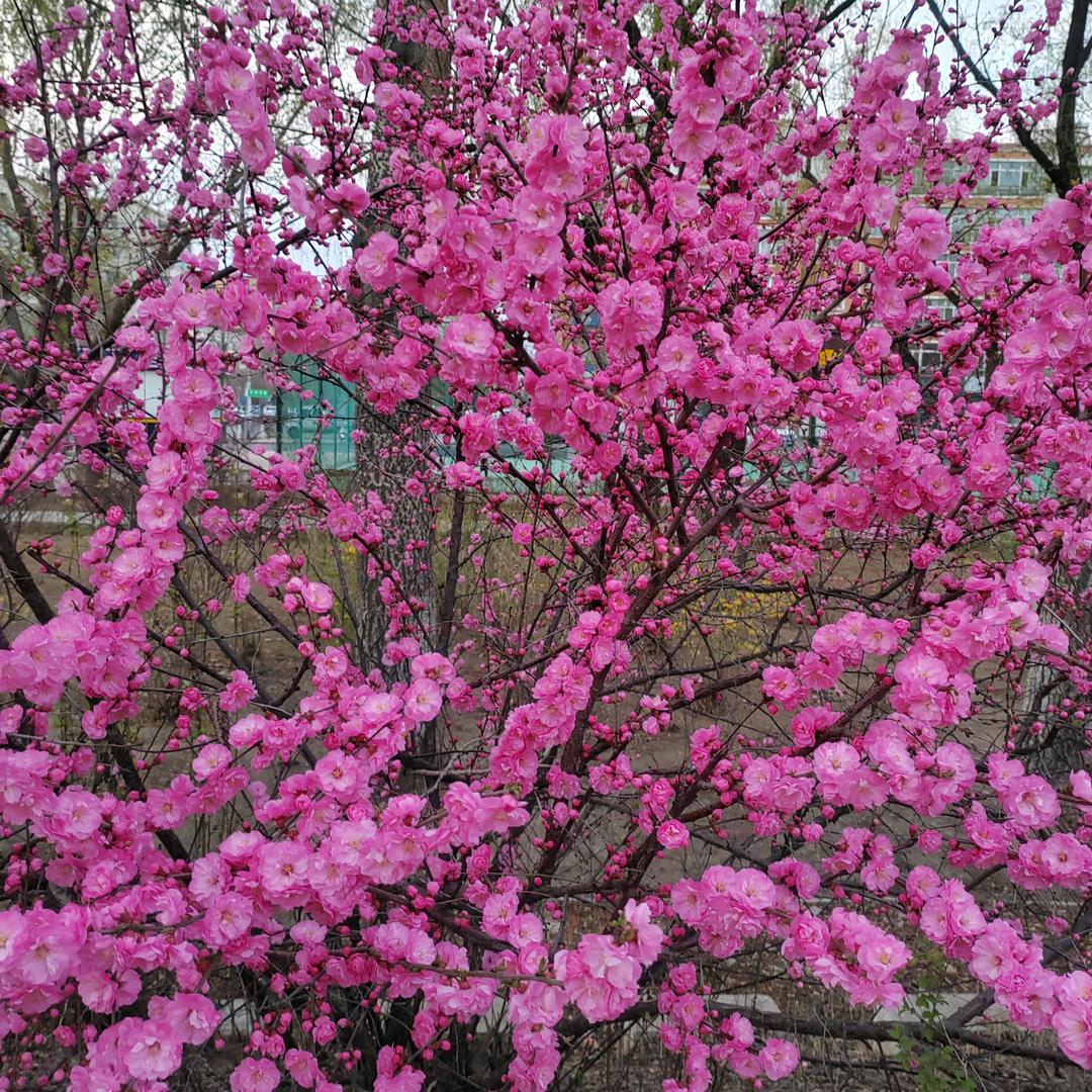口吐芬芳