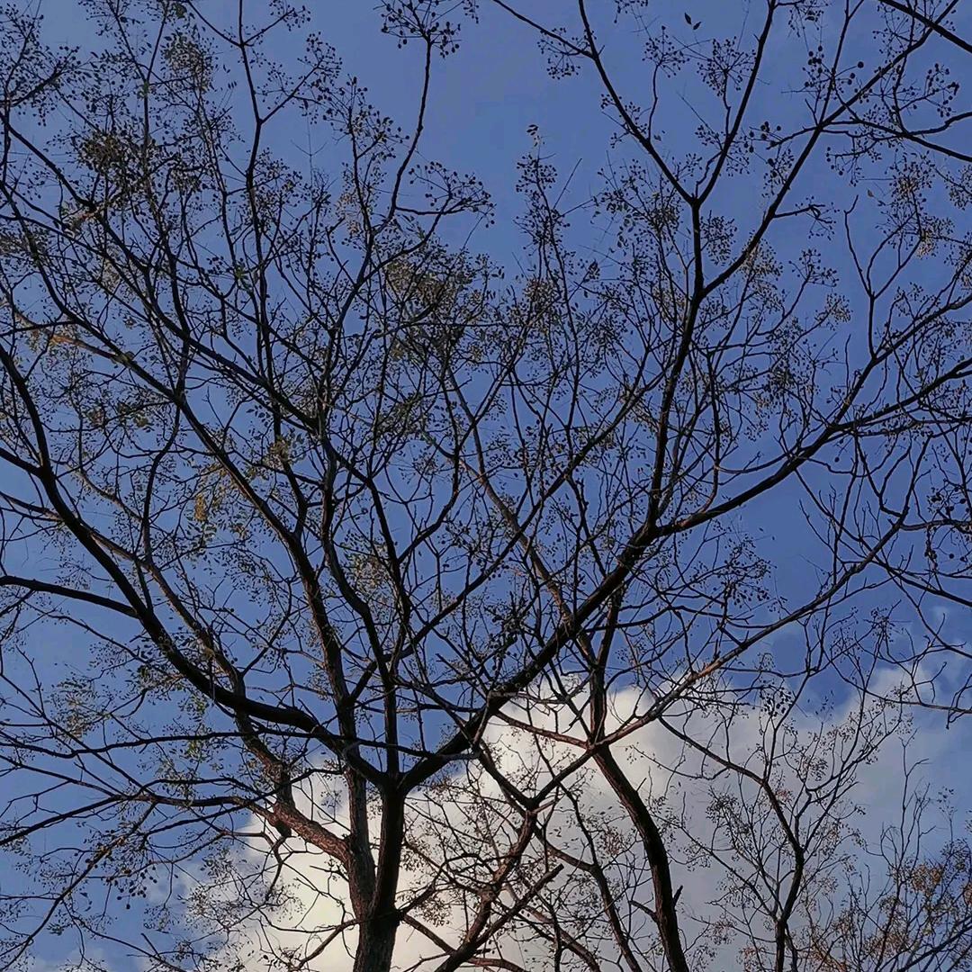 蟹蟹博