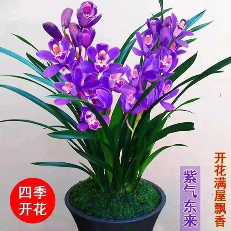 幽兰