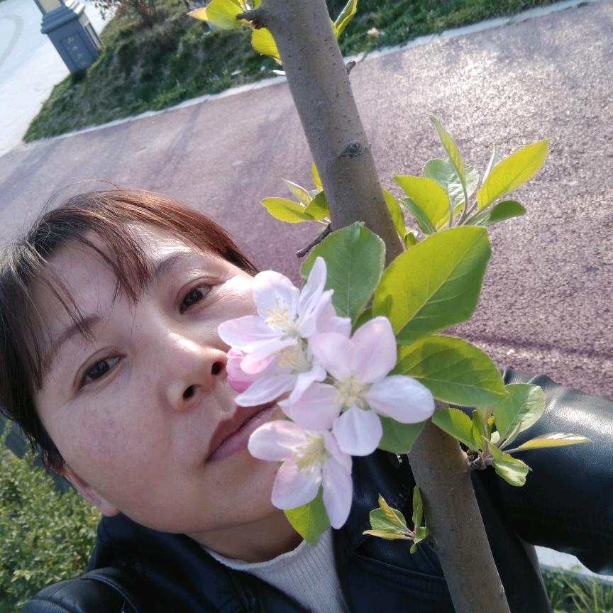 杨柳依依
