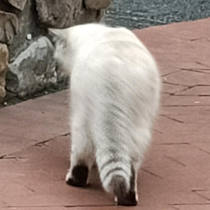 花果山吃肉猴子大王