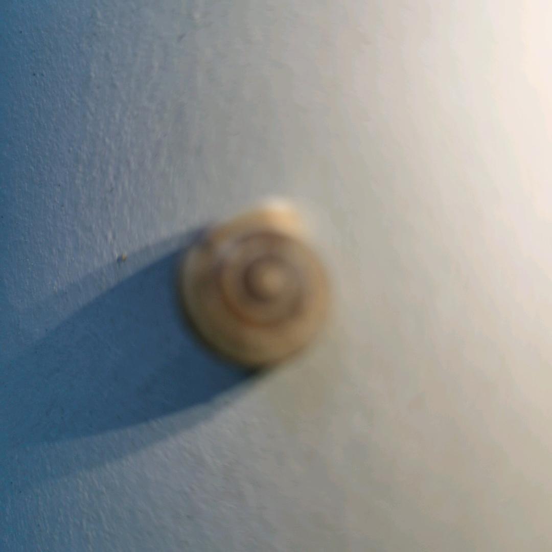 PAO