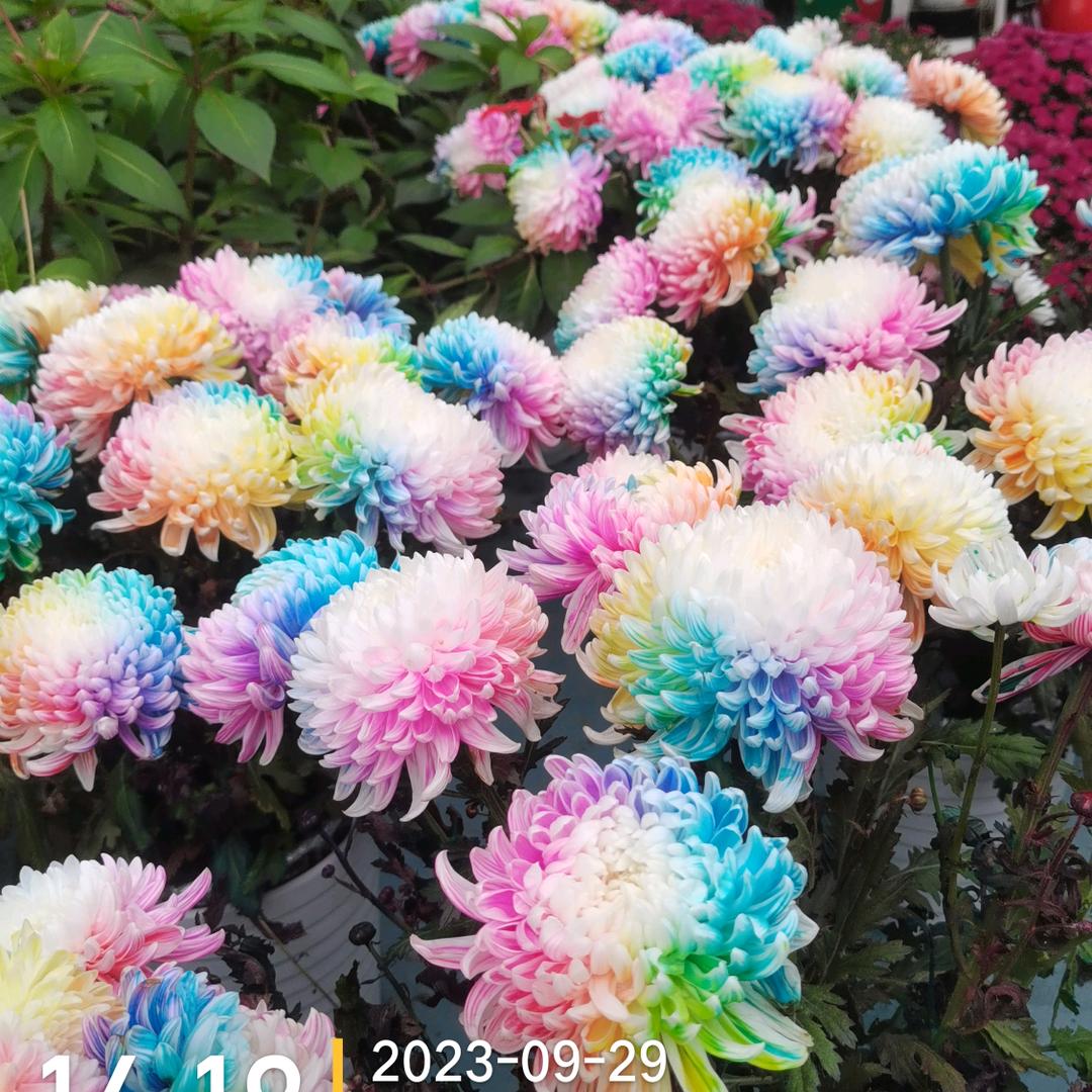 陈前必后