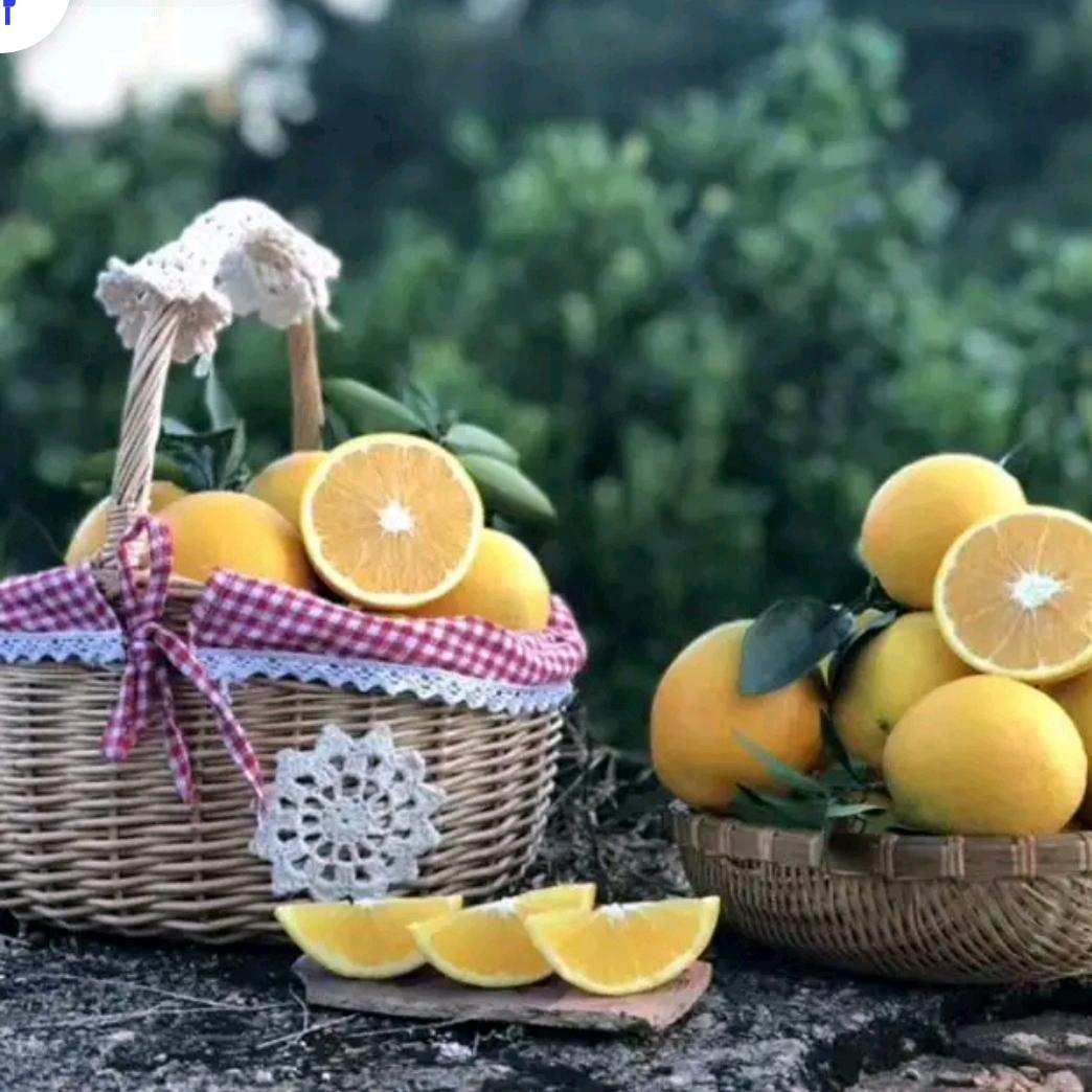 珊瑚Sh