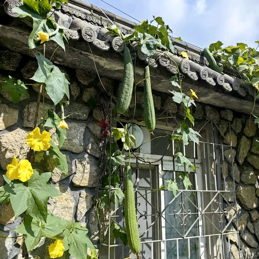 一条爱游泳的鱼