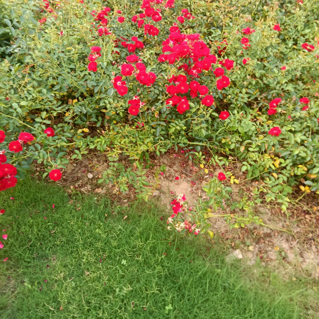 巢杏秀64年4月25