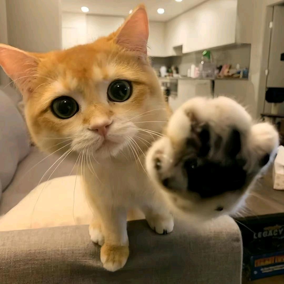 我不是小猫