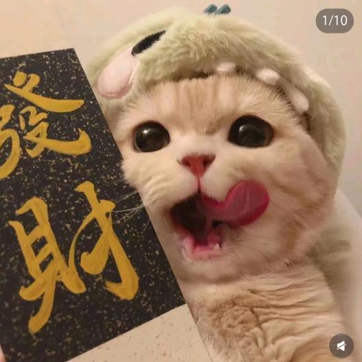 猫猫甄选～