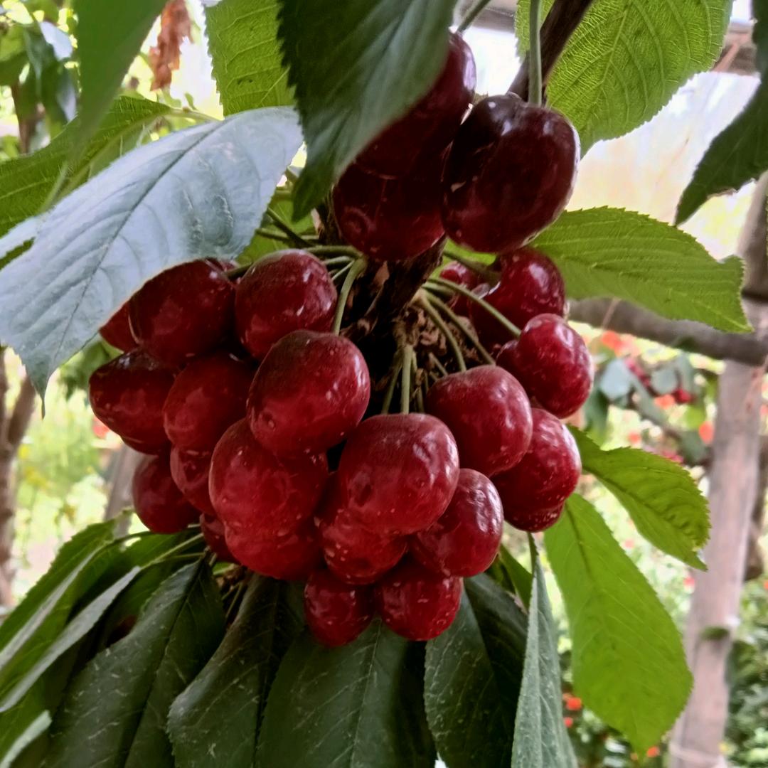 阿巴斯江