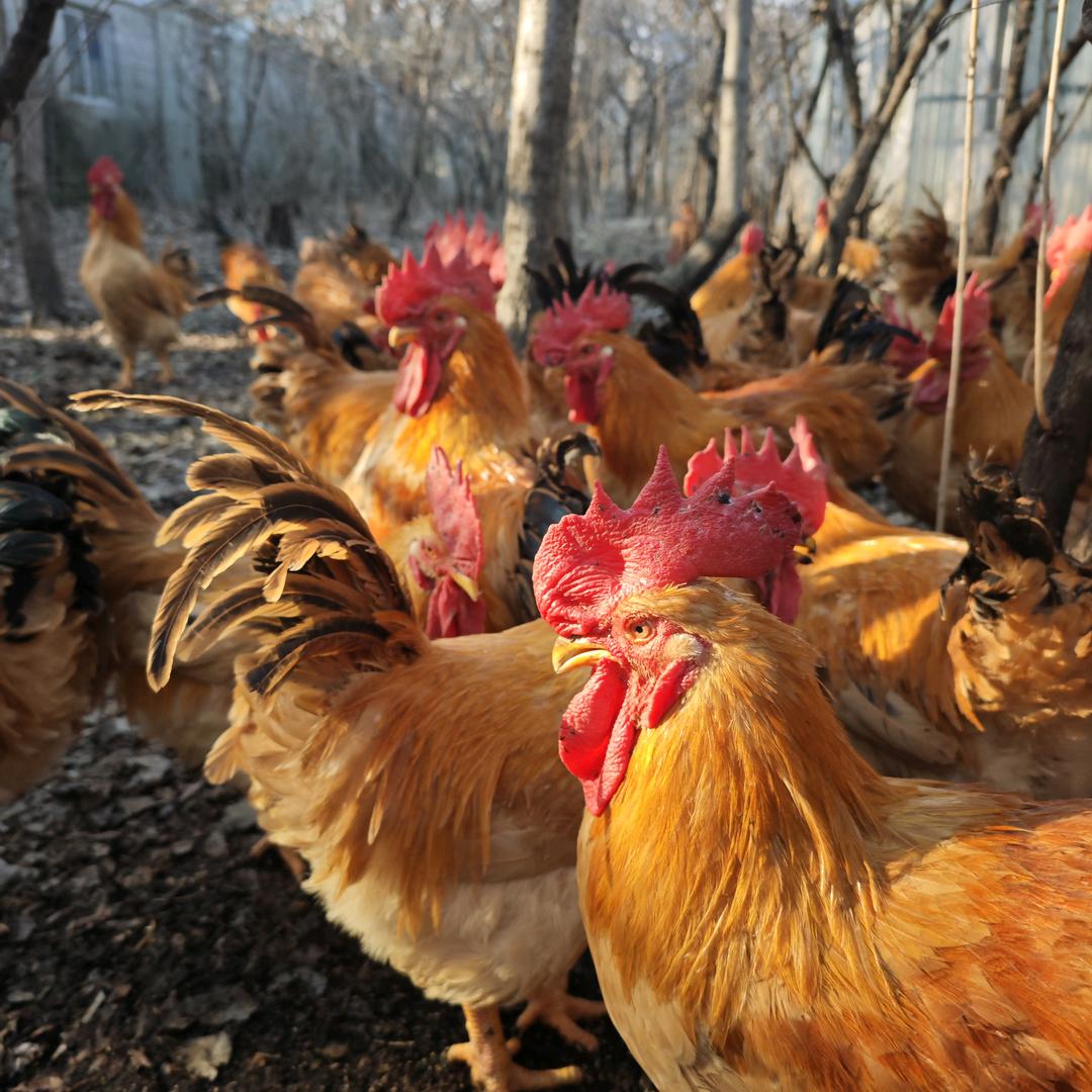 泥巴小院家庭农场