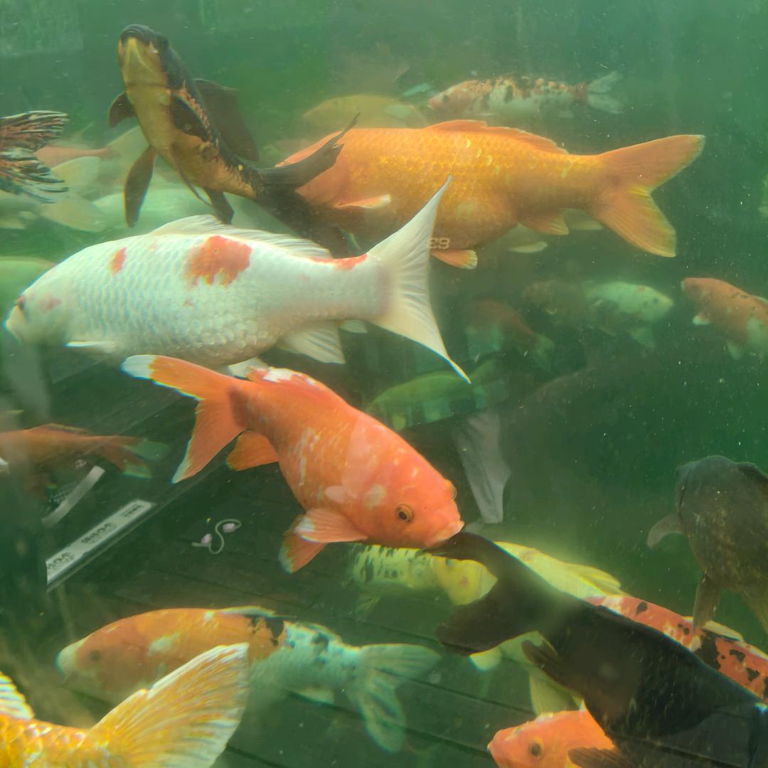 天马行空用户6783447466434