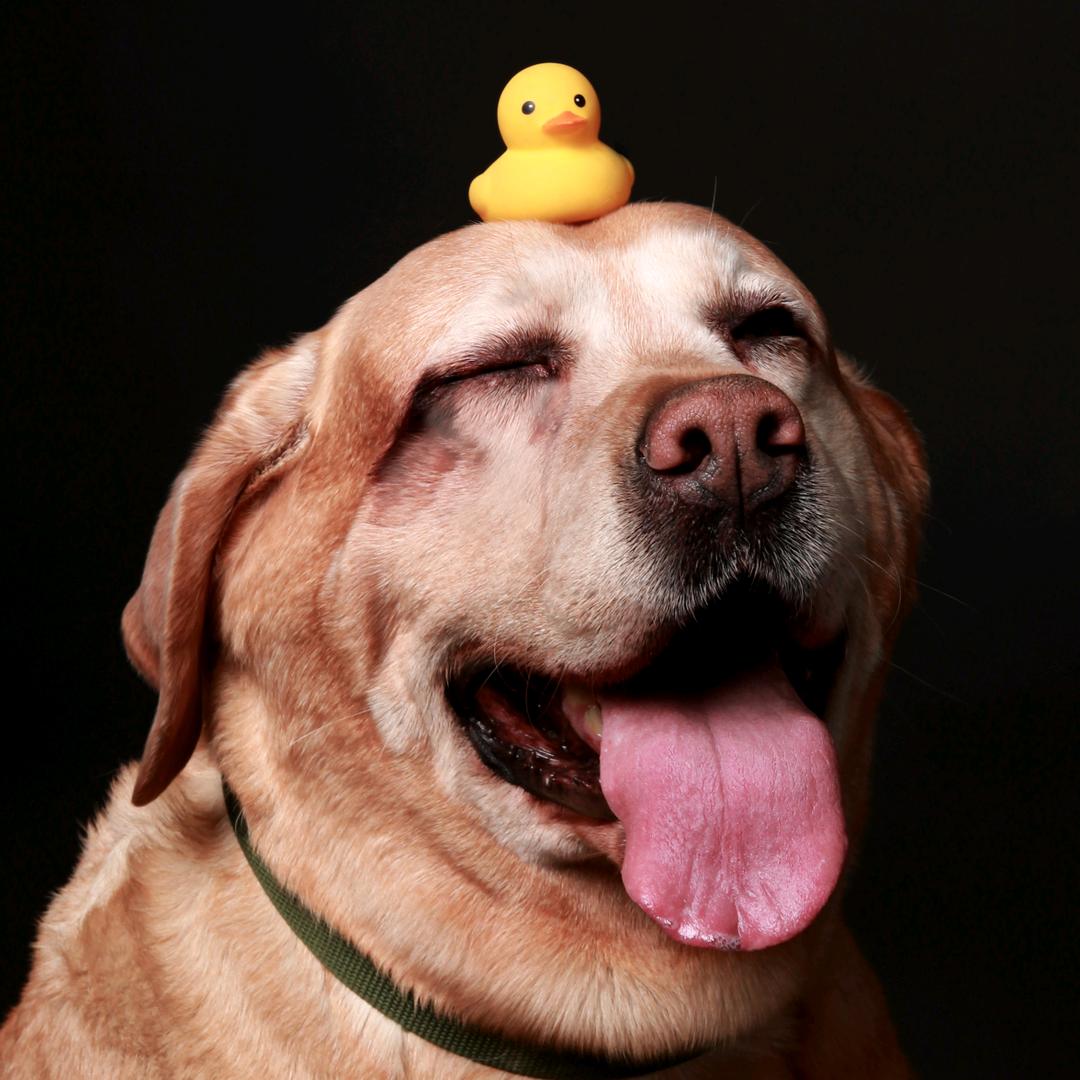 10岁草莓屁屁是条拉多