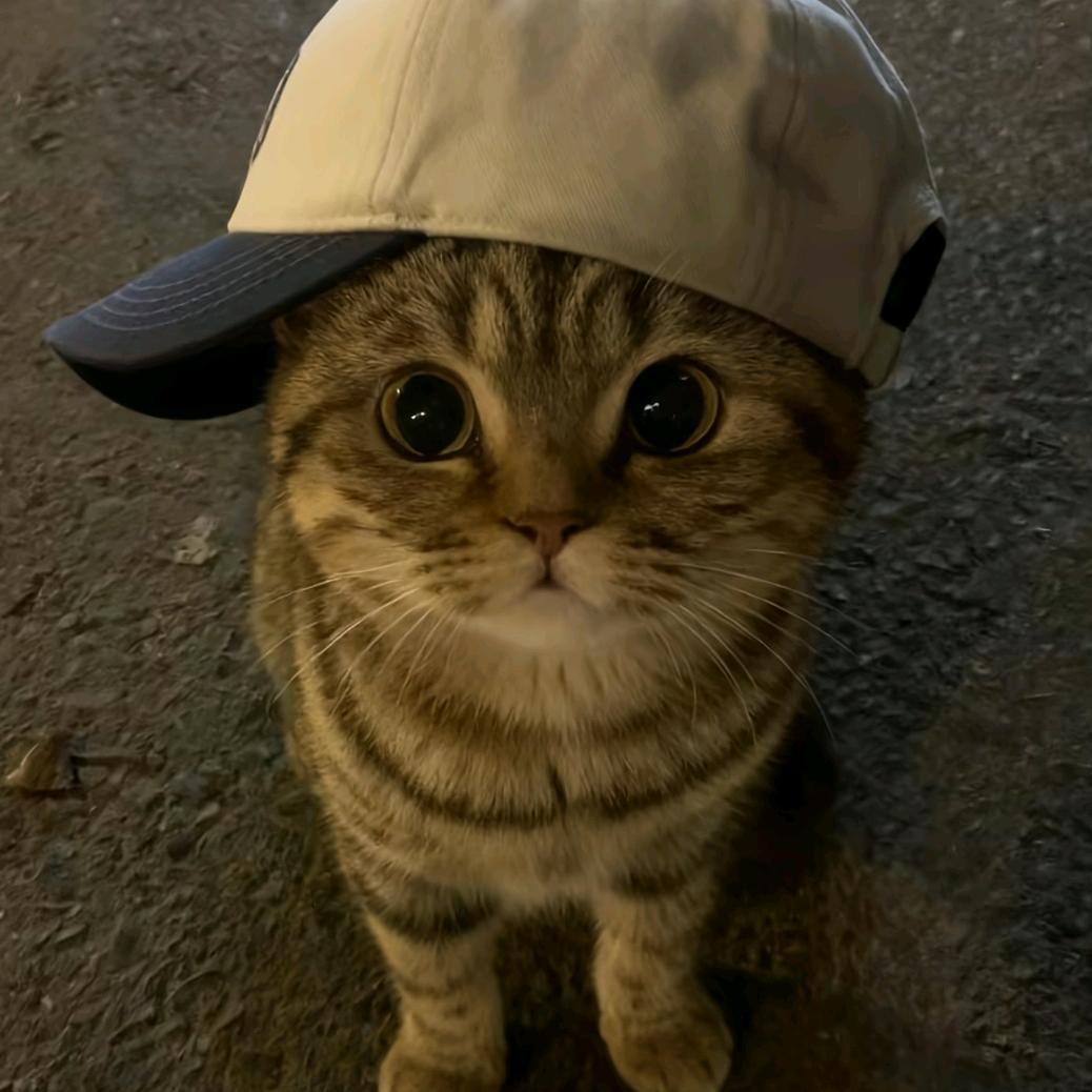 🕊꧔ꦿ᭄嗯哼ѵℯ꧔ꦿ᭄