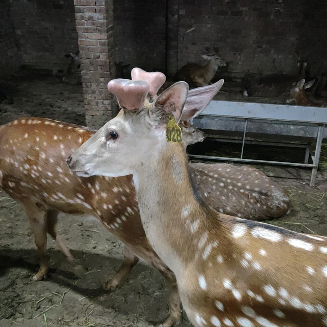 江西鹿业