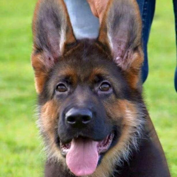 爱宠雅牧旋小铺