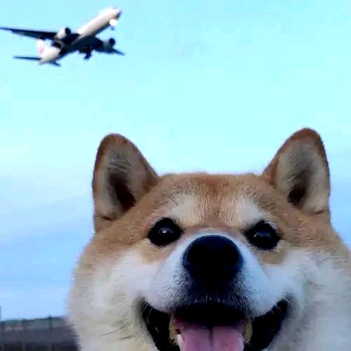 嘿嘿