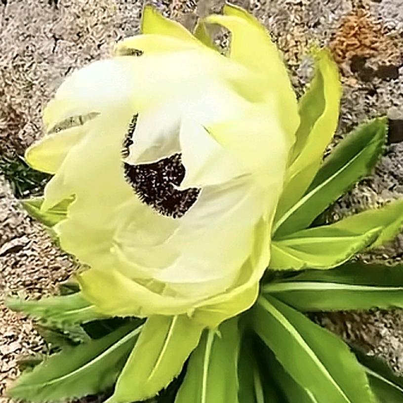 人生苦短໒꒰ྀིっ˕ -｡꒱ྀི১