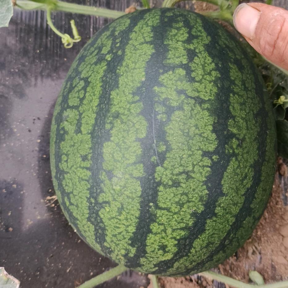 🍉顺其自然🌶