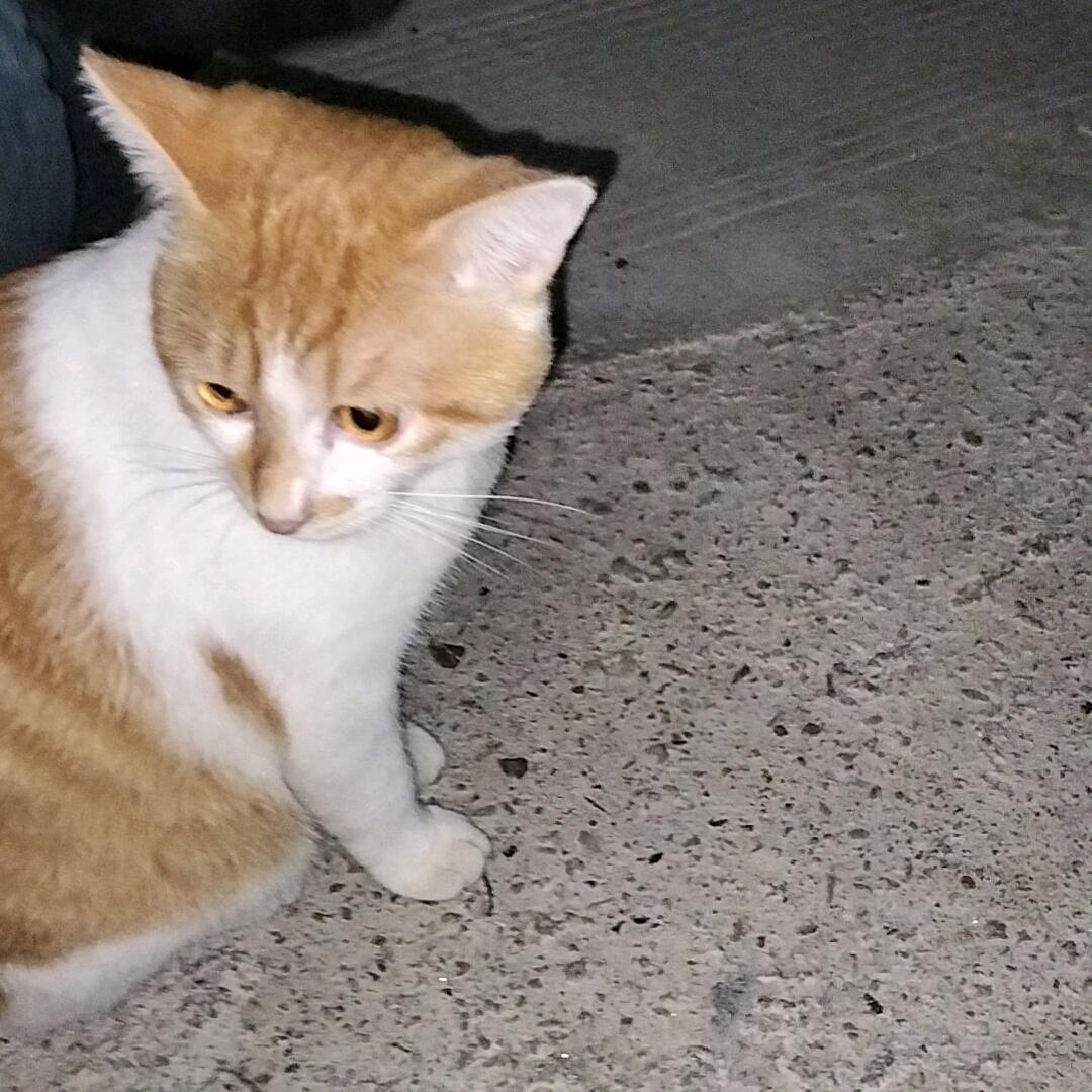 你的姨