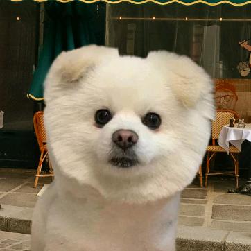 耳朵耷拉的核桃