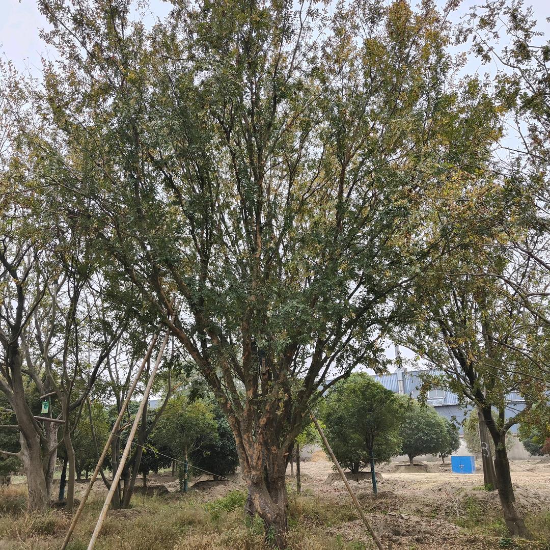 如皋建博苗木经营部