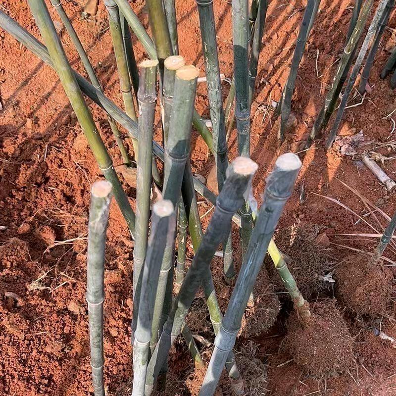 三农实心竹种苗基地