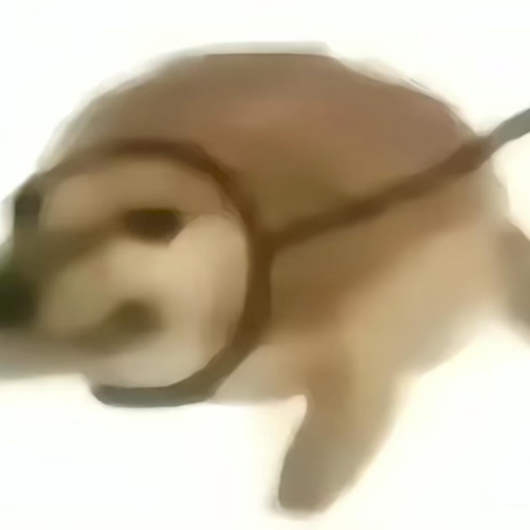 猪猪侠jjlaozi6
