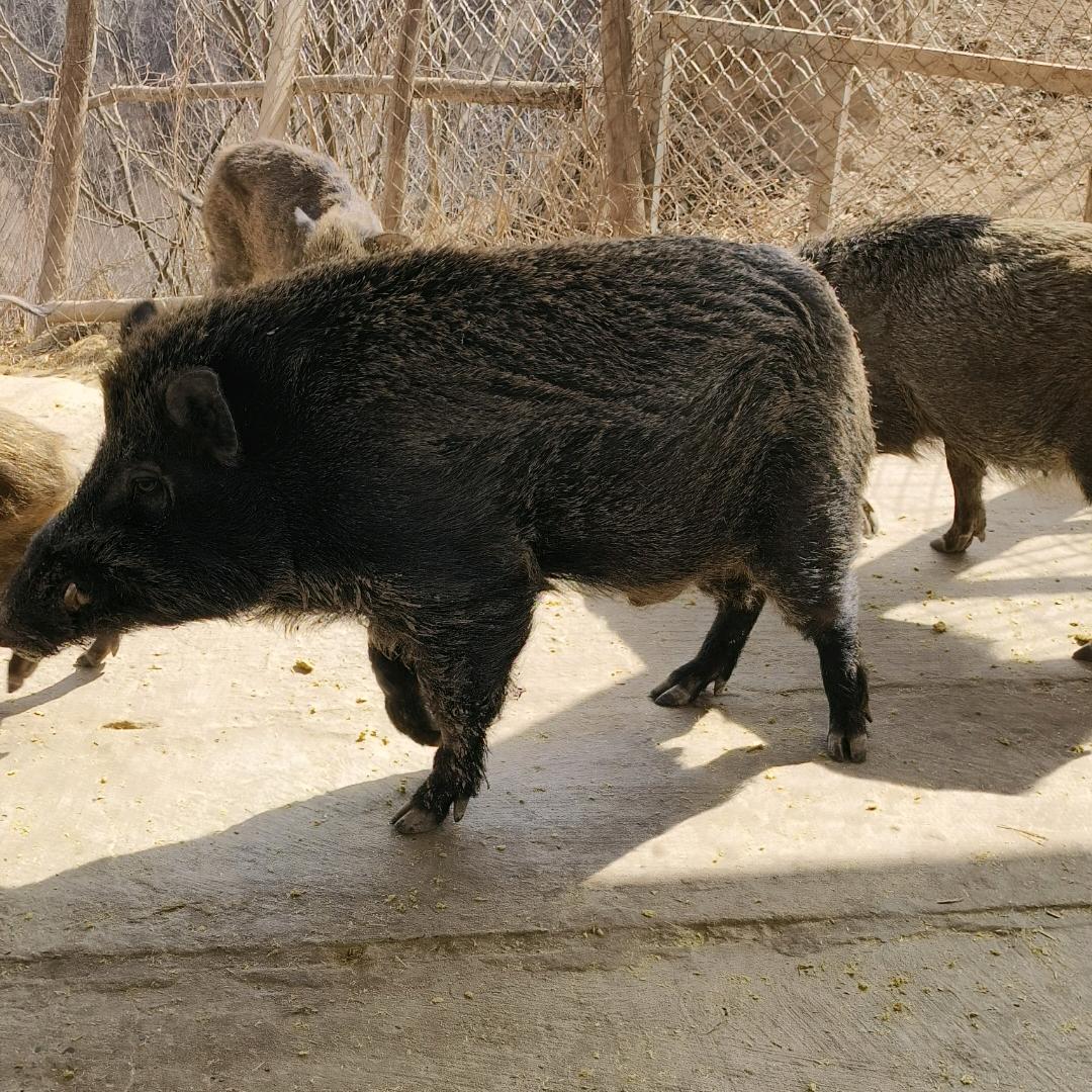 庆阳腾戈二代野猪繁育基地