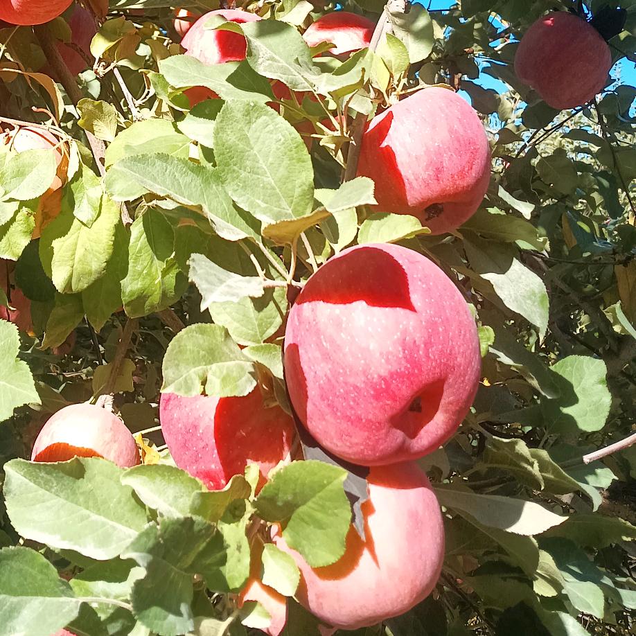 阿克苏冰糖心苹果🍎