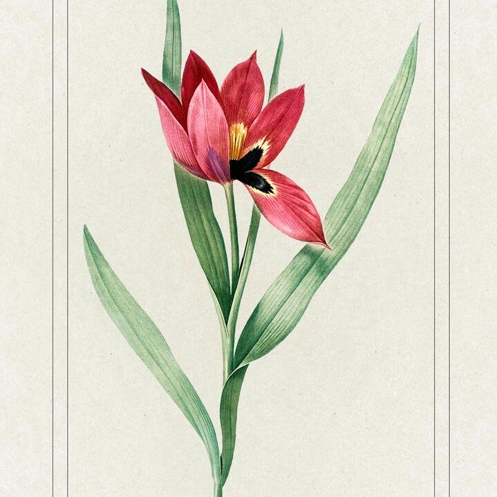 阳春三月🌻🌻🌹🌹