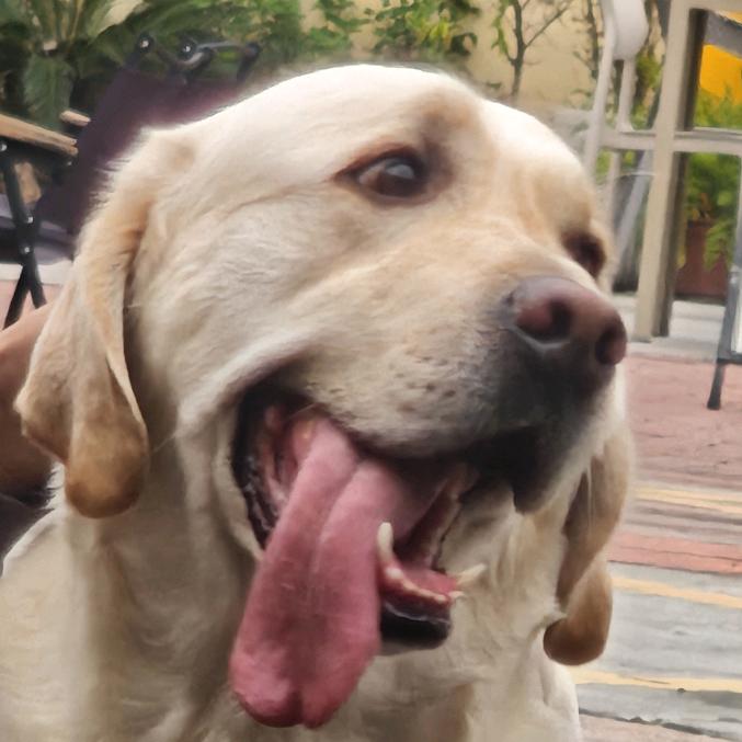 有脾气的猪猪男孩