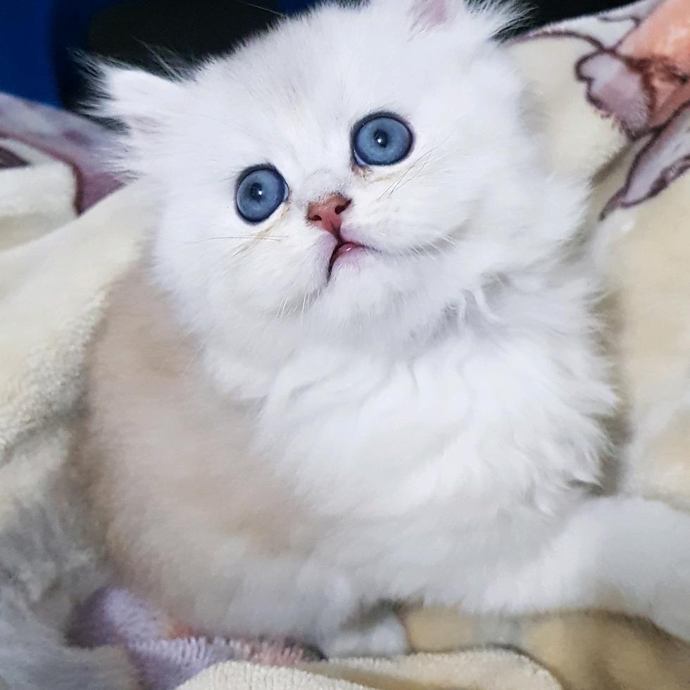 宠星猫舍