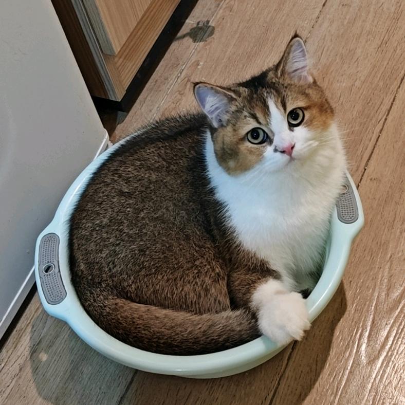 猫一盆～