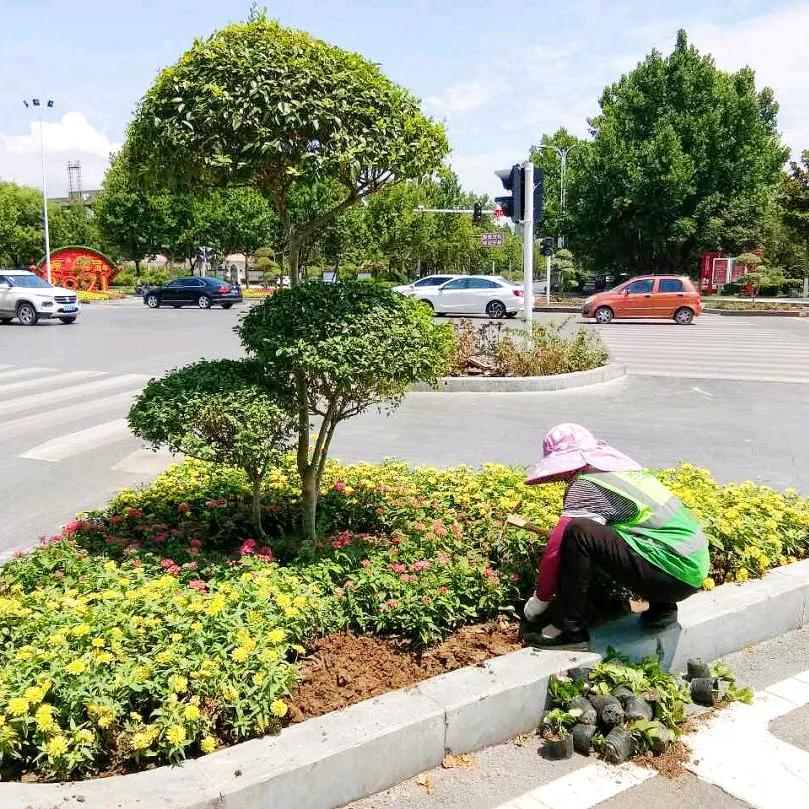 甘肃省灵台市政园林绿化工程