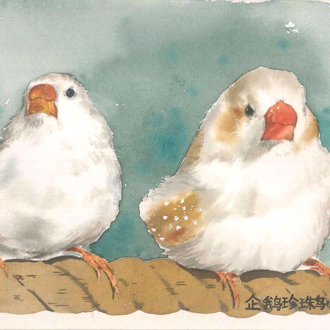 小雪人珍珠鸟