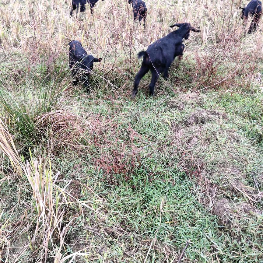 本地黑山羊养殖户