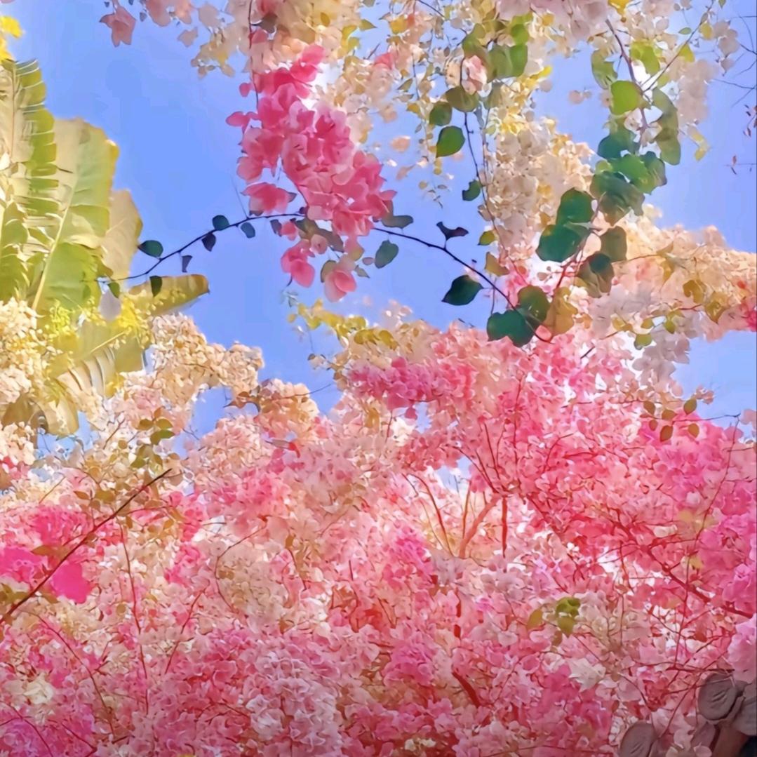 🎉静待佳音🎉