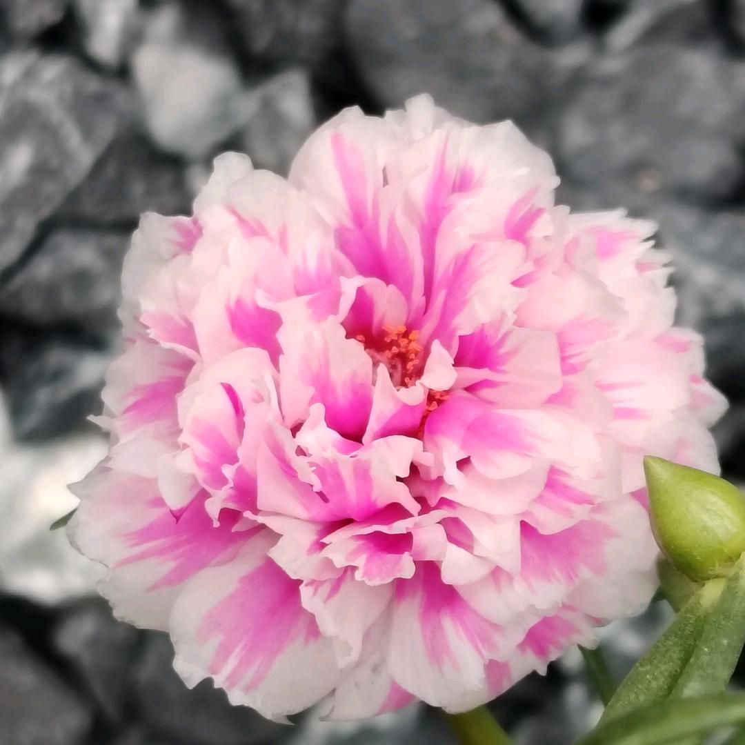 淼森