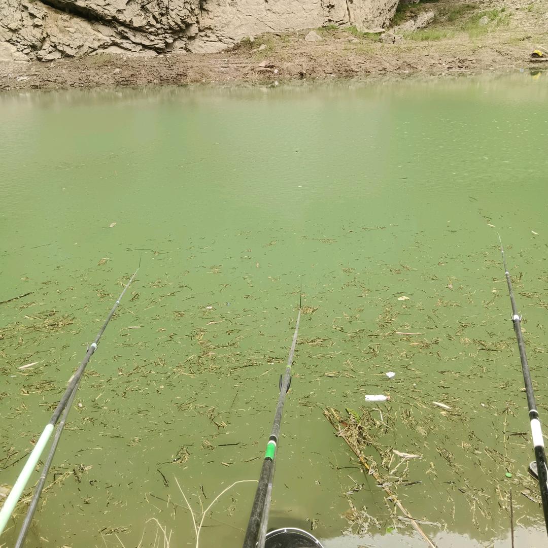 ヽ(✿ﾟ▽ﾟ)ノ爱钓鱼的猫🐱ヽ(✿ﾟ▽